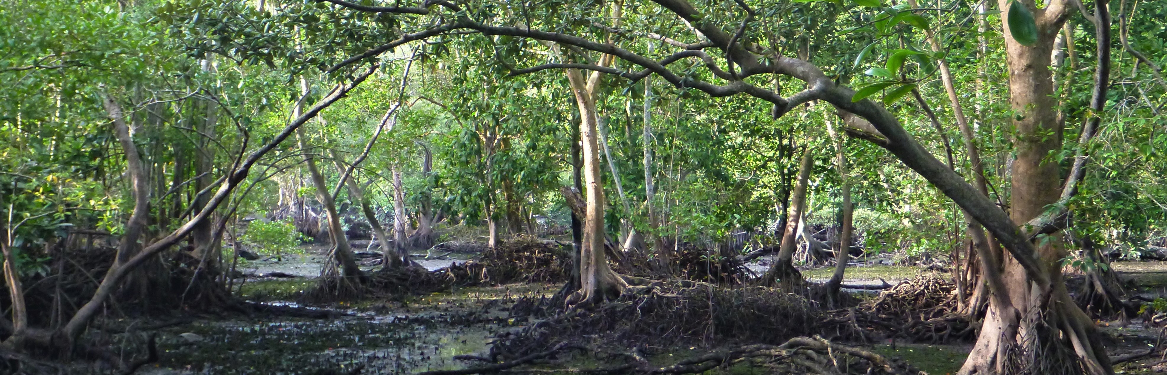 Mangrove trees in a muddy swamp 